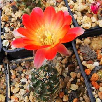 Rebutia simoniana